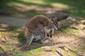 Wallaby wildlife Diprotodontia Macropoidae in sunlgiht in woodland with yound joey in pouch Royalty Free Stock Photo