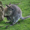 Wallaby wildlife Diprotodontia Macropoidae in sunlgiht in woodland with yound joey in pouch Royalty Free Stock Photo