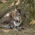 Wallaby wildlife Diprotodontia Macropoidae in sunlgiht in woodland with yound joey in pouch Royalty Free Stock Photo