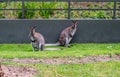 Wallabys looking into the camera in amsterdam zoo