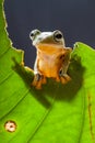 Wallace flying Frog appears from behind the leaf