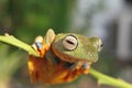 Wallace flying frog exotic wildlife Royalty Free Stock Photo