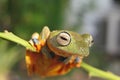 Wallace flying frog exotic wildlife