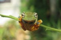 Wallace flying frog exotic wildlife Royalty Free Stock Photo