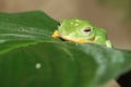 Wallace flying frog Royalty Free Stock Photo