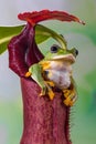 Wallace flying Frog at Nephentes flowers