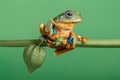 Wallace flying Frog standing at the branch with golden berry fruit