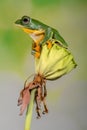 Wallace flying Frog standing on top of lotus flower bud