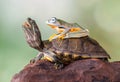 Wallace flying Frog standing on top of turtle