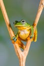 Wallace flying Frog standing at V shape branch Royalty Free Stock Photo