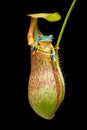 Wallace flying Frog staying at Nephentes flowers