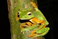 Wallace flying (Rhacophorus nigropalmatus) from Borneo on the tree trunk