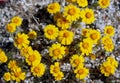 Wallace`s Eriophyllum, woolly daisy, Anza Borrego desert state park Royalty Free Stock Photo