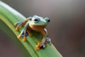 Wallace`s flying frog, Wallace`s flying frog on a branch Royalty Free Stock Photo