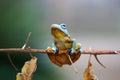 Wallace`s flying frog, Wallace`s flying frog on a branch Royalty Free Stock Photo