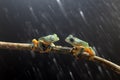 Wallace`s flying frog, Wallace`s flying frog on a branch Royalty Free Stock Photo