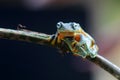 Wallace`s flying frog, Wallace`s flying frog on a branch