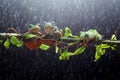 three tree frogs are twisted on a black background when it rains