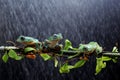 Tree frog, Wallace`s flying frog on a branch