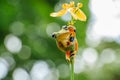 Wallace`s flying frog Flower Umbrella Royalty Free Stock Photo