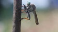 Robberfly, roberfly are eating small insects