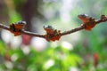 Wallace`s flying frog, Wallace`s flying frog on a branch Royalty Free Stock Photo