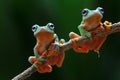 Wallace`s flying frog, Wallace`s flying frog on a branch Royalty Free Stock Photo