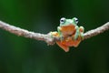 Wallace`s flying frog, Wallace`s flying frog on a branch Royalty Free Stock Photo