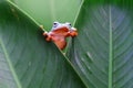 Wallace`s flying frog, Wallace`s flying frog on a branch Royalty Free Stock Photo