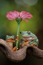 Wallace\'s flying frogs on branch with flower Royalty Free Stock Photo