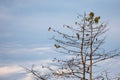Wallaces Hawk Eagle in bare tree Royalty Free Stock Photo