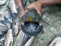 Wallago attu freshwater shark catfish in hand, fish with sharp teeth river monster fish. Big wallago attu fish in hand. Royalty Free Stock Photo