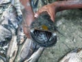 wallago attu freshwater shark catfish with sharp teeth river monster fish. Long-tailed catfish placed on a plate Royalty Free Stock Photo