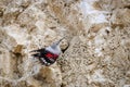 Wallcreeper jumping on a rock looking for beetles and other bugs