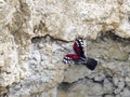 Wallcreeper, mountain flying jewel