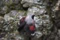 Wallcreeper, Tichodroma muraria