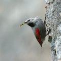 The Wallcreeper (Tichodroma muraria) outdoor