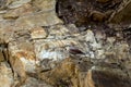 Wallcreeper or Tichodroma muraria a passerine bird on hill or mountains of foothills of himalayas uttarakhand india asia Royalty Free Stock Photo