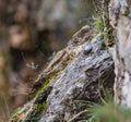 Wallcreeper on the rocks