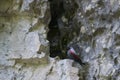 Wallcreeper Tichodroma muraria rest on cliff in natural habitat