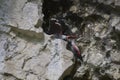 Wallcreeper Tichodroma muraria rest on cliff in natural habitat. Male feeding female at the nest