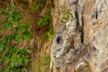 Wallcreeper or Tichodroma muraria small passerine bird on high mountains of foothills of himalayas uttarakhand india Royalty Free Stock Photo