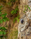 Wallcreeper or Tichodroma muraria small passerine bird on high mountains of foothills of himalayas uttarakhand india Royalty Free Stock Photo