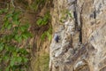 Wallcreeper or Tichodroma muraria small passerine bird on high mountains of foothills of himalayas during winter season Royalty Free Stock Photo