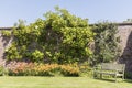 Walled garden with large espaliered magnolia tree and wooden bench. Royalty Free Stock Photo