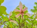 Spring time with blooming magnolia. in Wallenstein garden, in Prague. Royalty Free Stock Photo