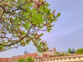 Spring time with blooming magnolia. in Wallenstein garden, in Prague. Royalty Free Stock Photo