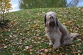 A waller dog sits in the meadow at a lake