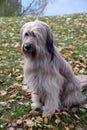 A waller dog sits in the meadow at a lake