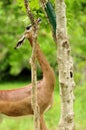 Female Gazelle Eating